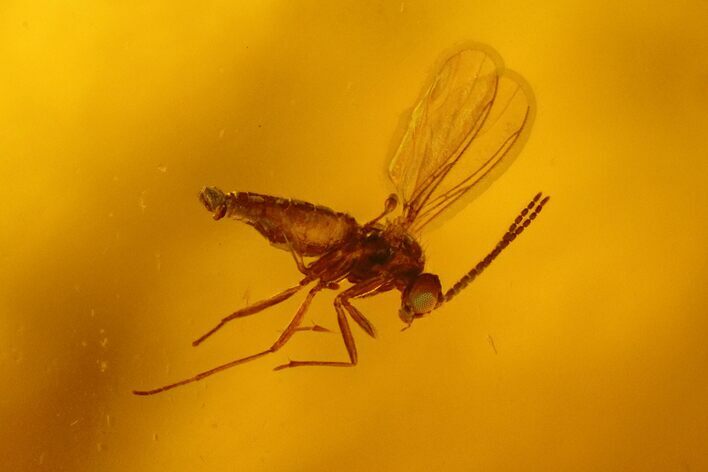 Fossil Fly (Diptera) In Baltic Amber #128303